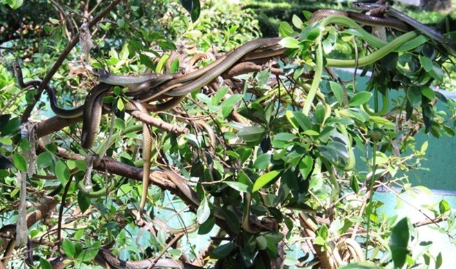 Trại rắn Đồng Tâm là trại nuôi rắn lớn nhất Việt Nam. Ảnh: Hữu Danh / Báo Lao Động.