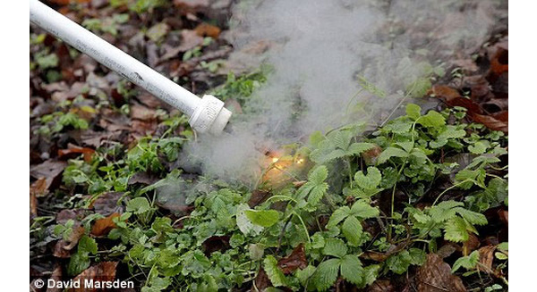 FAO và WHO: Thuốc diệt cỏ Glyphosate không gây ung thư qua đường ăn uống