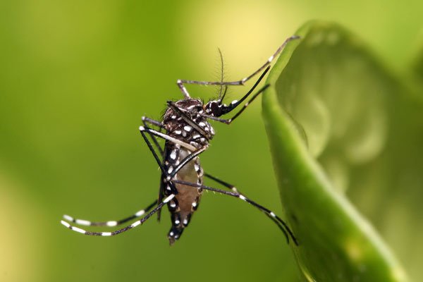 Muỗi biến đổi gene ngăn bệnh sốt xuất huyết - 1