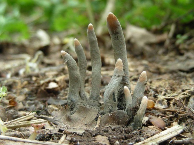Bảo vệ thực vật: Rợn người nấm ngón tay người chết trồi lên như thây ma - 1