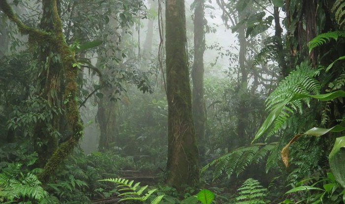 Bảo vệ thực vật: 80.000 loài cây trên Trái đất sắp tuyệt chủng - 1