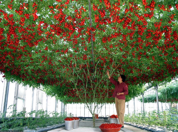 Bảo vệ thực vật: Giống cà chua “cực mắn” cho ra hàng chục ngàn quả một cây - 1