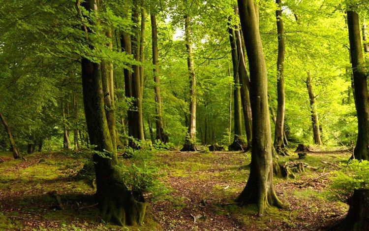 Bảo vệ thực vật: Những loại cây chịu ảnh hưởng nặng nề nhất của biến đổi khí hậu - 1
