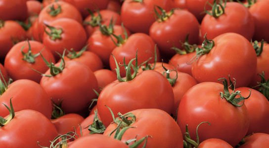 Cà chua biến đổi gene giúp ngăn bệnh tim - 1