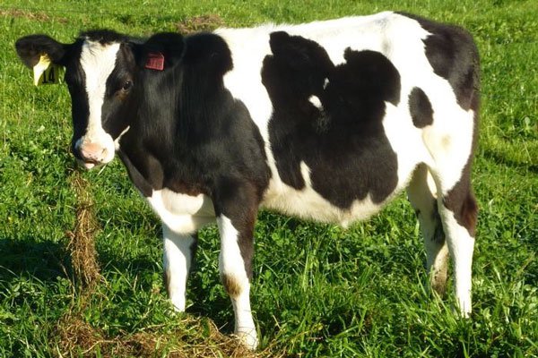 Bò biến đổi gene tạo sữa an toàn hơn - 1
