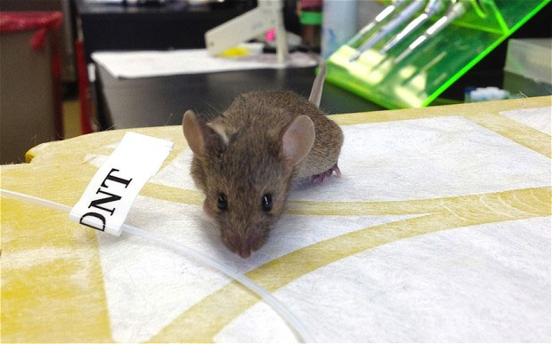 Dò mìn bằng chuột biến đổi gene - 1