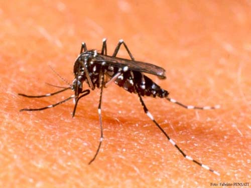 Malaysia đã phát tán 6.000 con muỗi biến đổi gen - 1