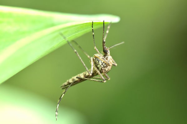 Brazil: Muỗi biến đổi gen thích ứng dần với tự nhiên - 1