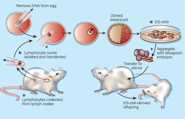 Ngày 23/7: Vắc-xin biến đổi gen được phê duyệt, ca nhân bản chuột đầu tiên trên thế giới - 1