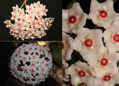 Bảo vệ thực vật: Nhận dạng loài hoa được tìm thấy sau 100 năm ở Hải Phòng - 1