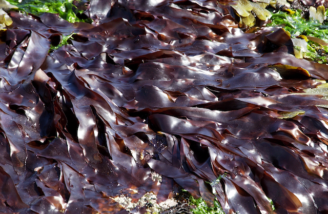 “Hợp chất Fucoidan” chứa trong tảo nâu Okinawa Mozuku có độ tinh khiết cao và chất lượng tốt nhất - 1
